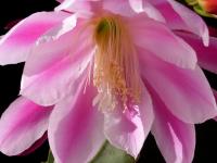 Thumbnail of 1501_Epicactus Sherman E. Beahm_20160420_02(1).JPG